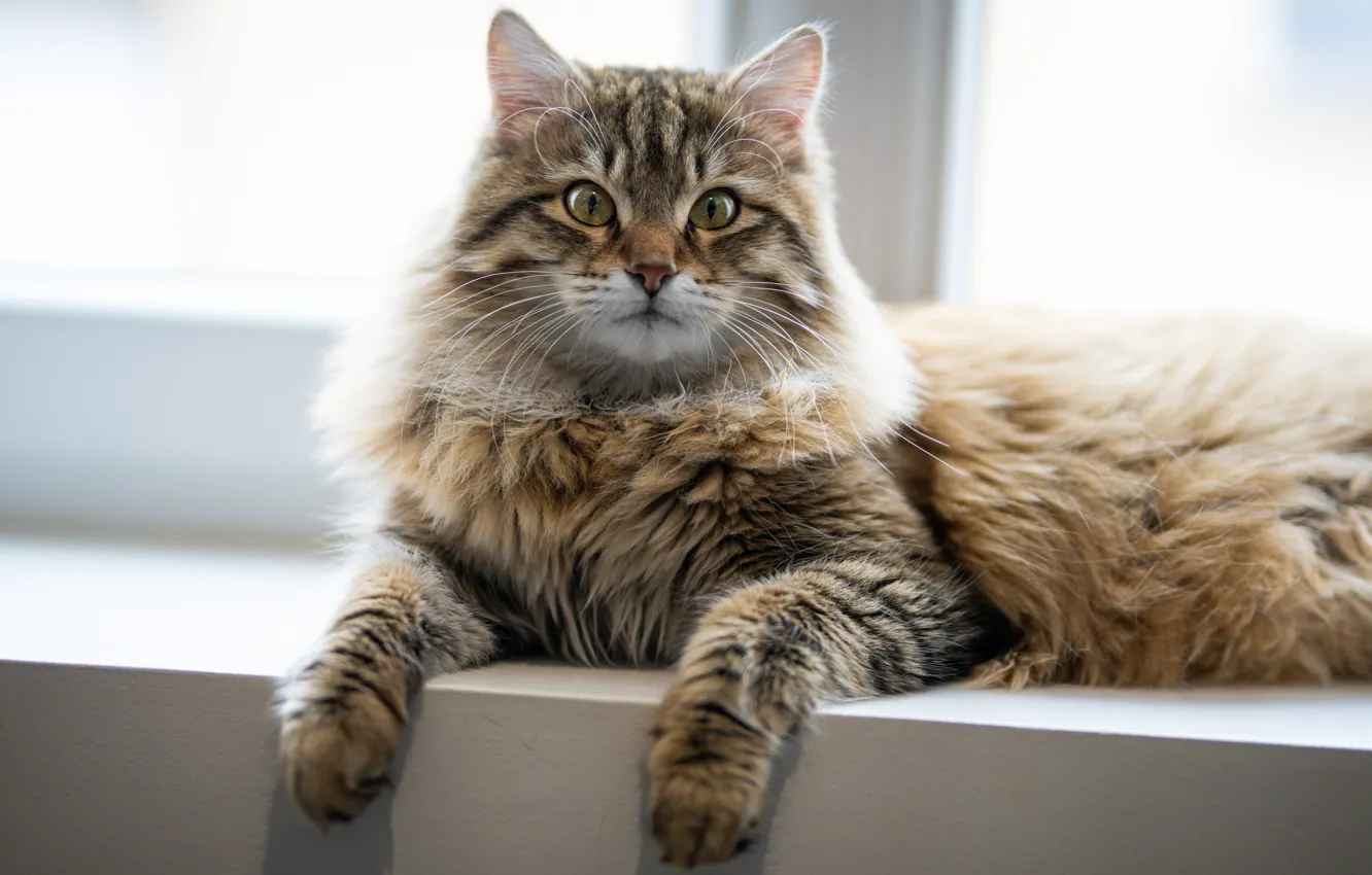 Photo wallpaper cat, look, on the windowsill, cat