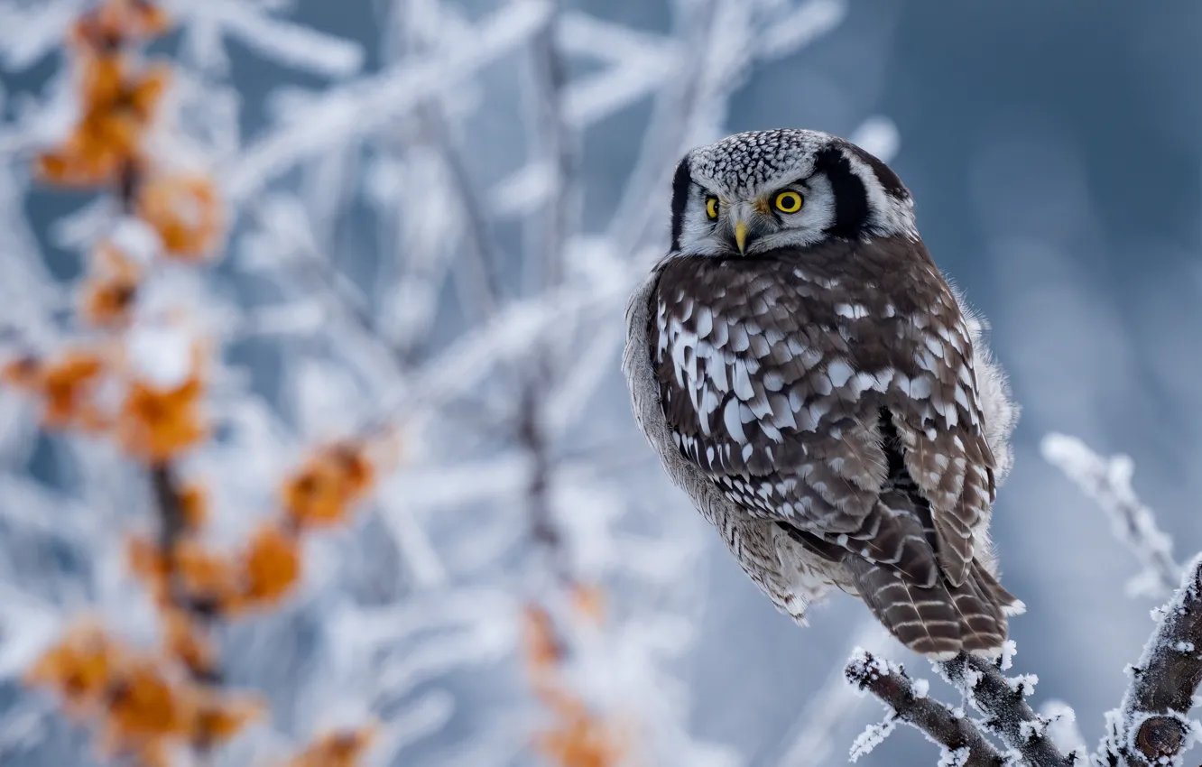 Photo wallpaper winter, branches, owl, bird, bokeh, Hawk owl