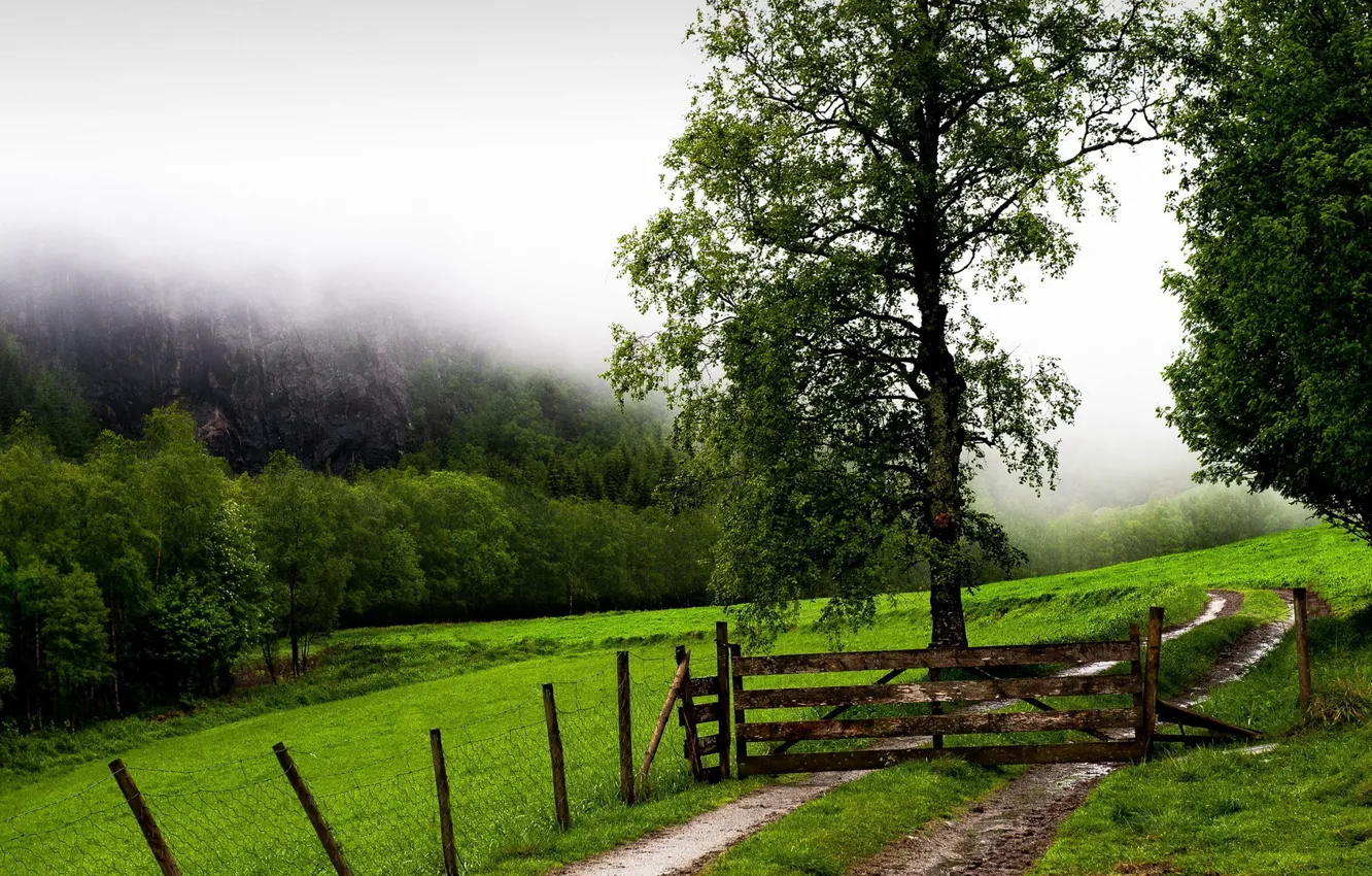 Photo wallpaper grass, forest, trees, landscape, nature, fence, mist, Field, lawn