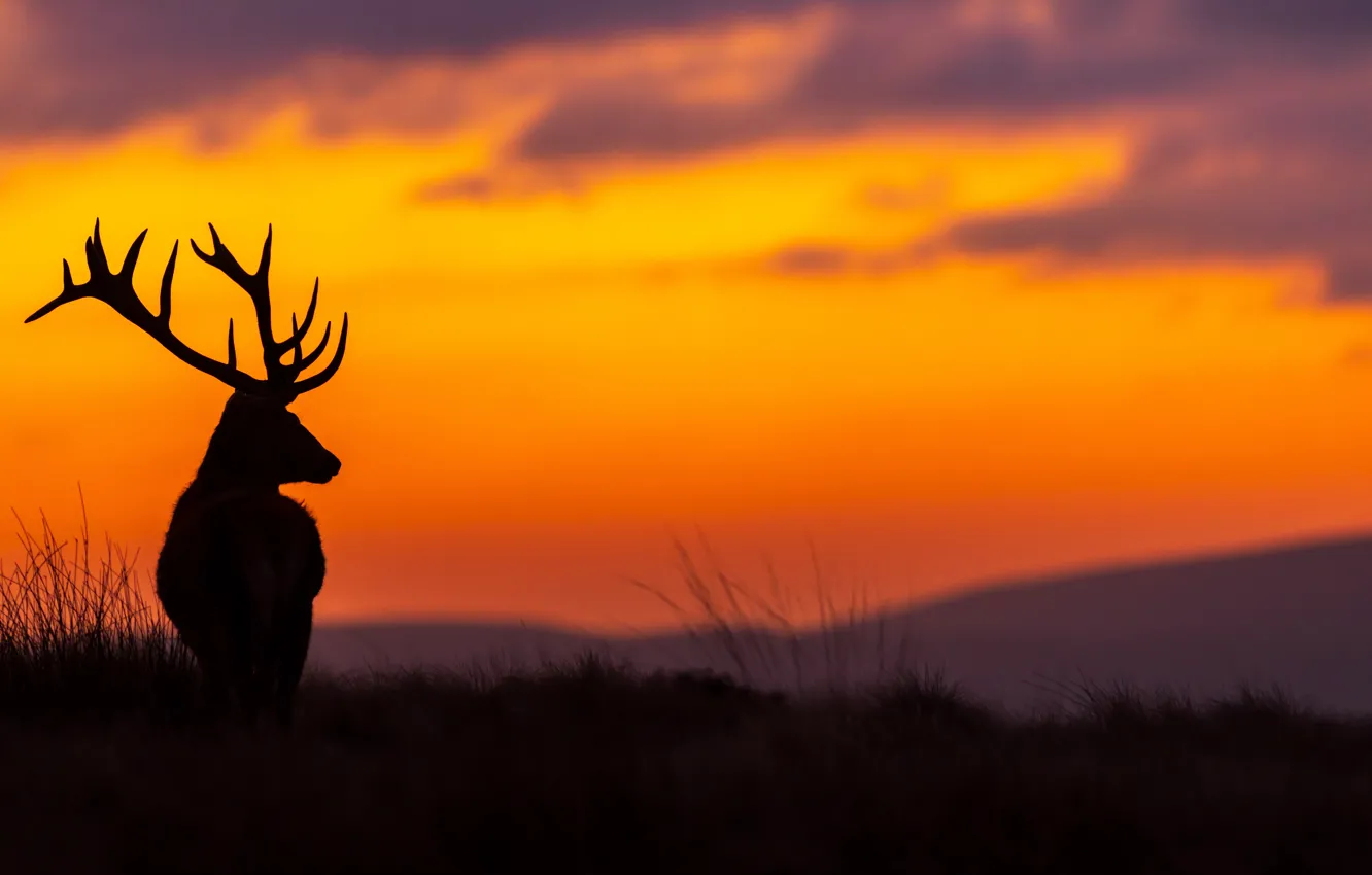 Wallpaper sunset, beauty, the evening, deer images for desktop, section  животные - download