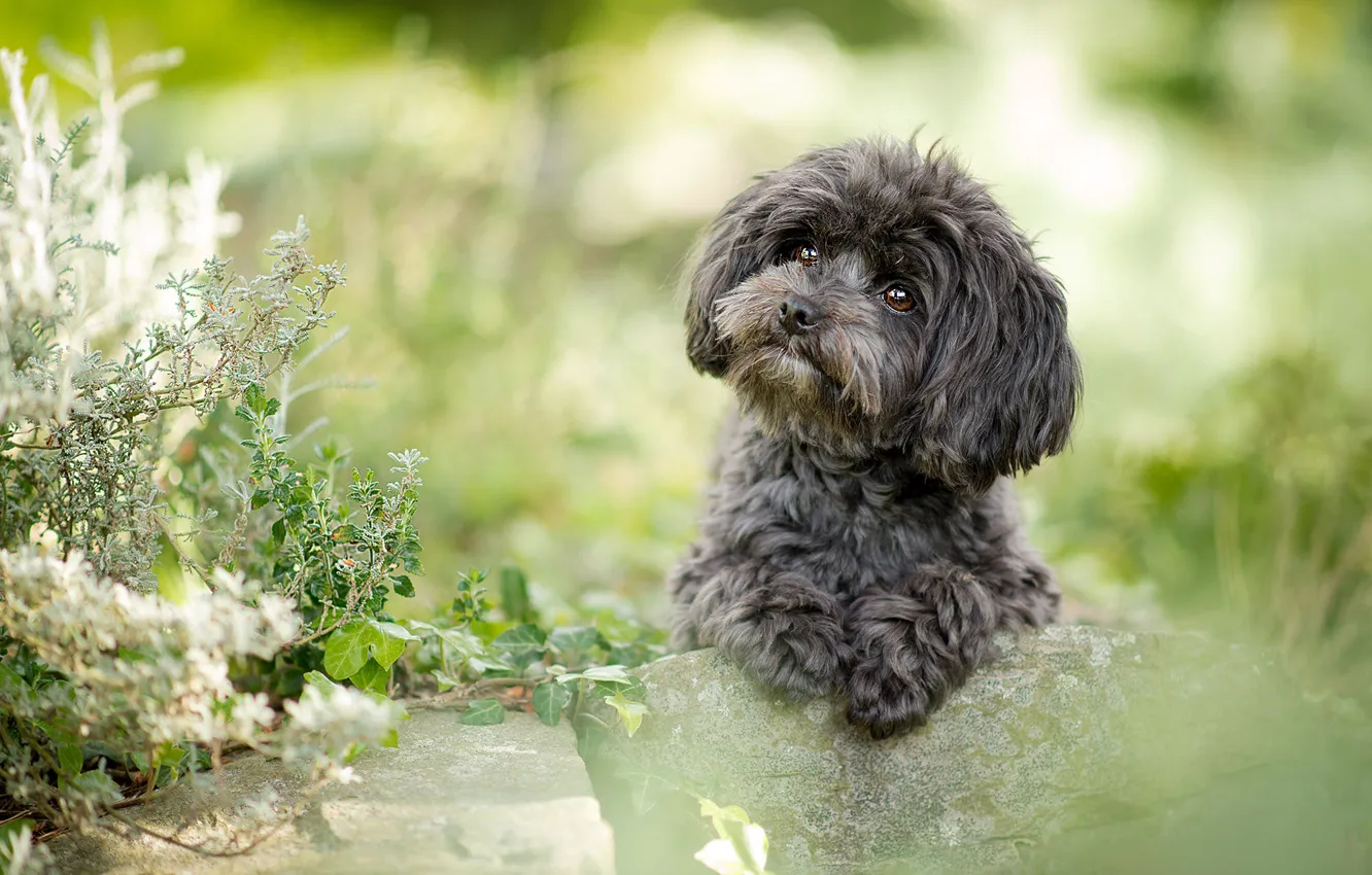Photo wallpaper greens, summer, look, flowers, green, stones, background, sweetheart, portrait, dog, plants, paws, puppy, grey, face, …