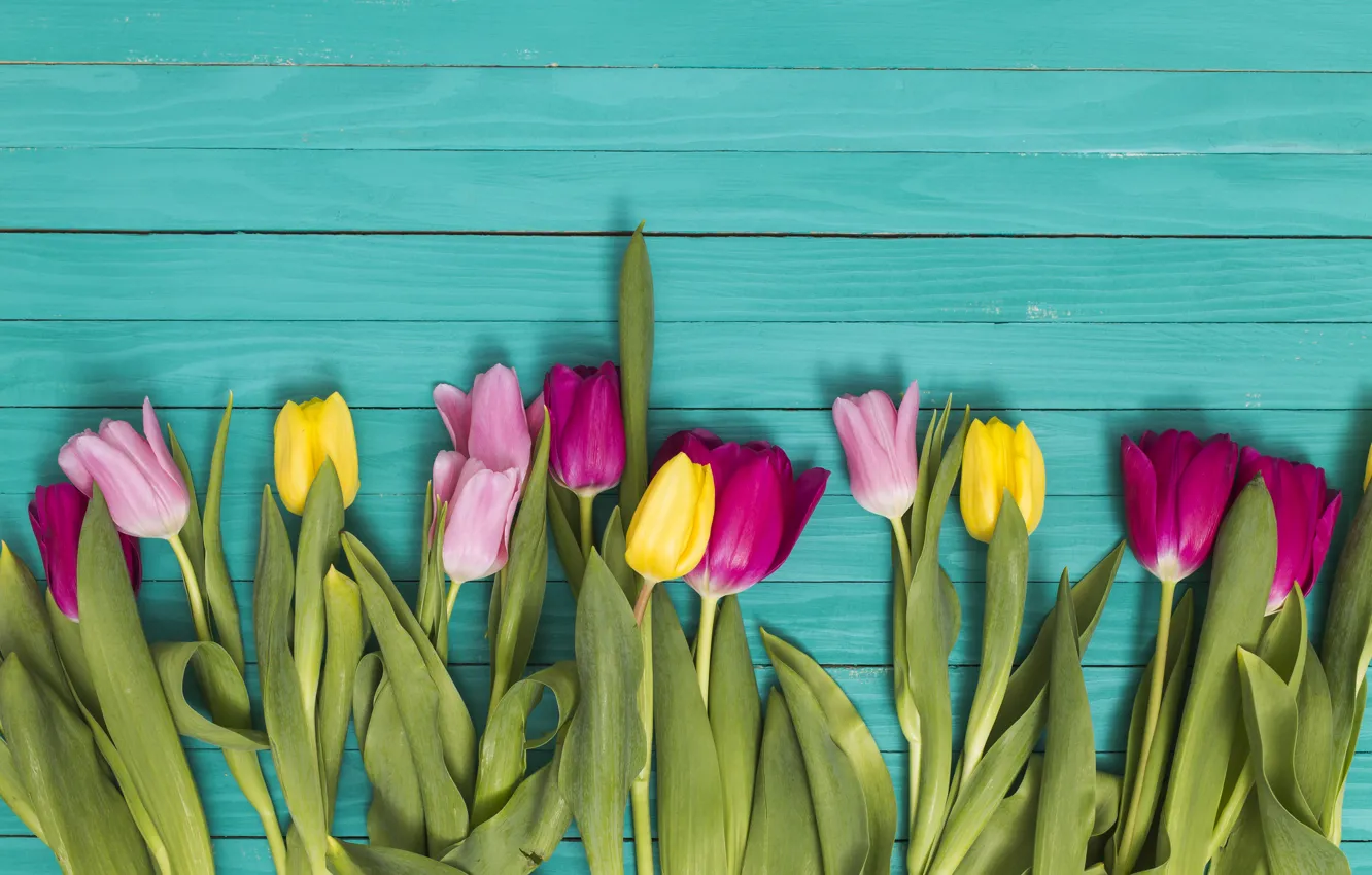 Photo wallpaper green, background, colorful, tulips, Ana Lukenda