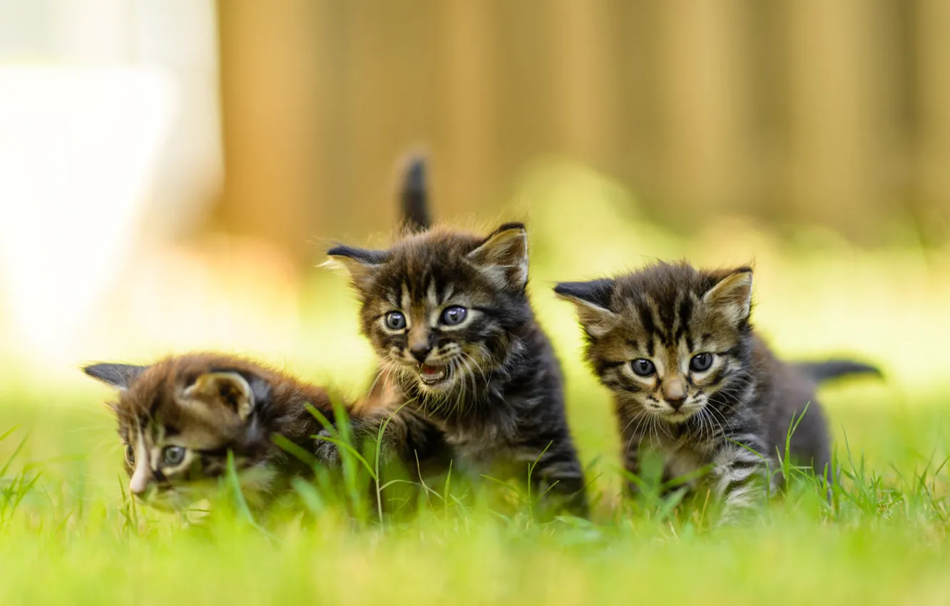 Wallpaper summer, grass, look, nature, the fence, blur, small, kittens,  three, walk, kids, grey, trio, green background, faces, striped images for  desktop, section кошки - download