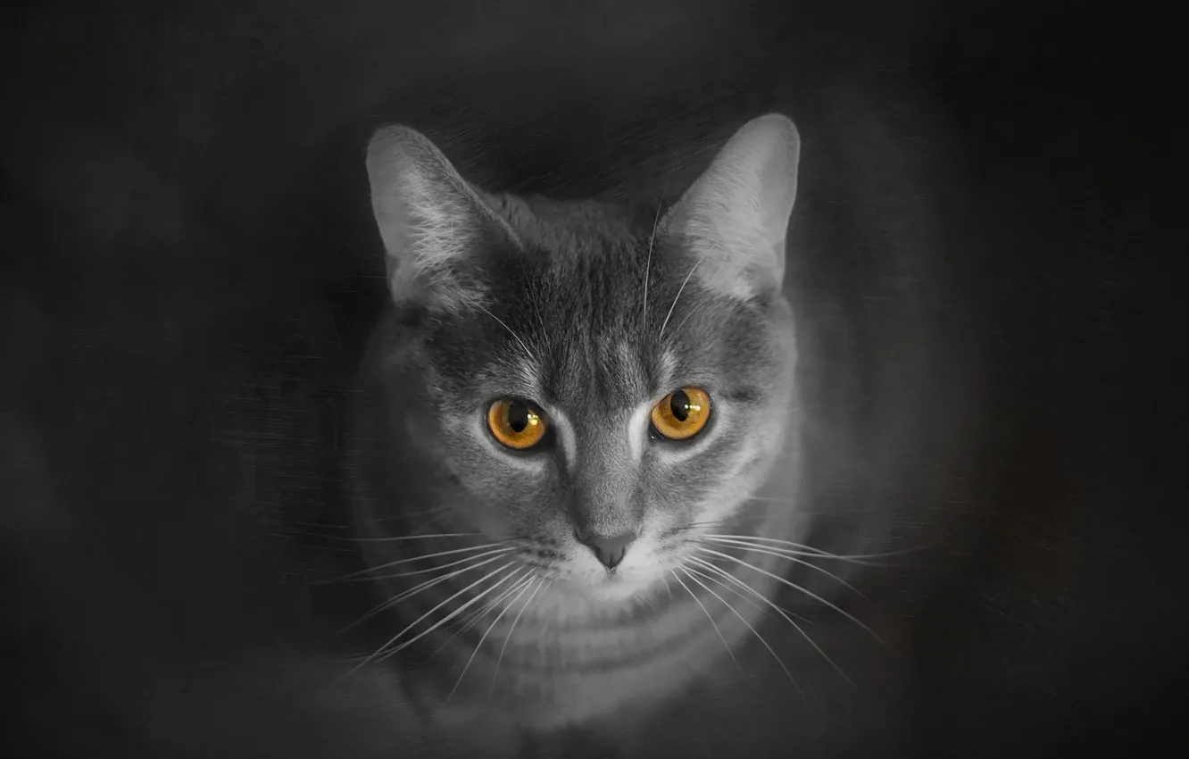 Wallpaper cat, cat, look, grey, background, treatment, smoky images for  desktop, section кошки - download