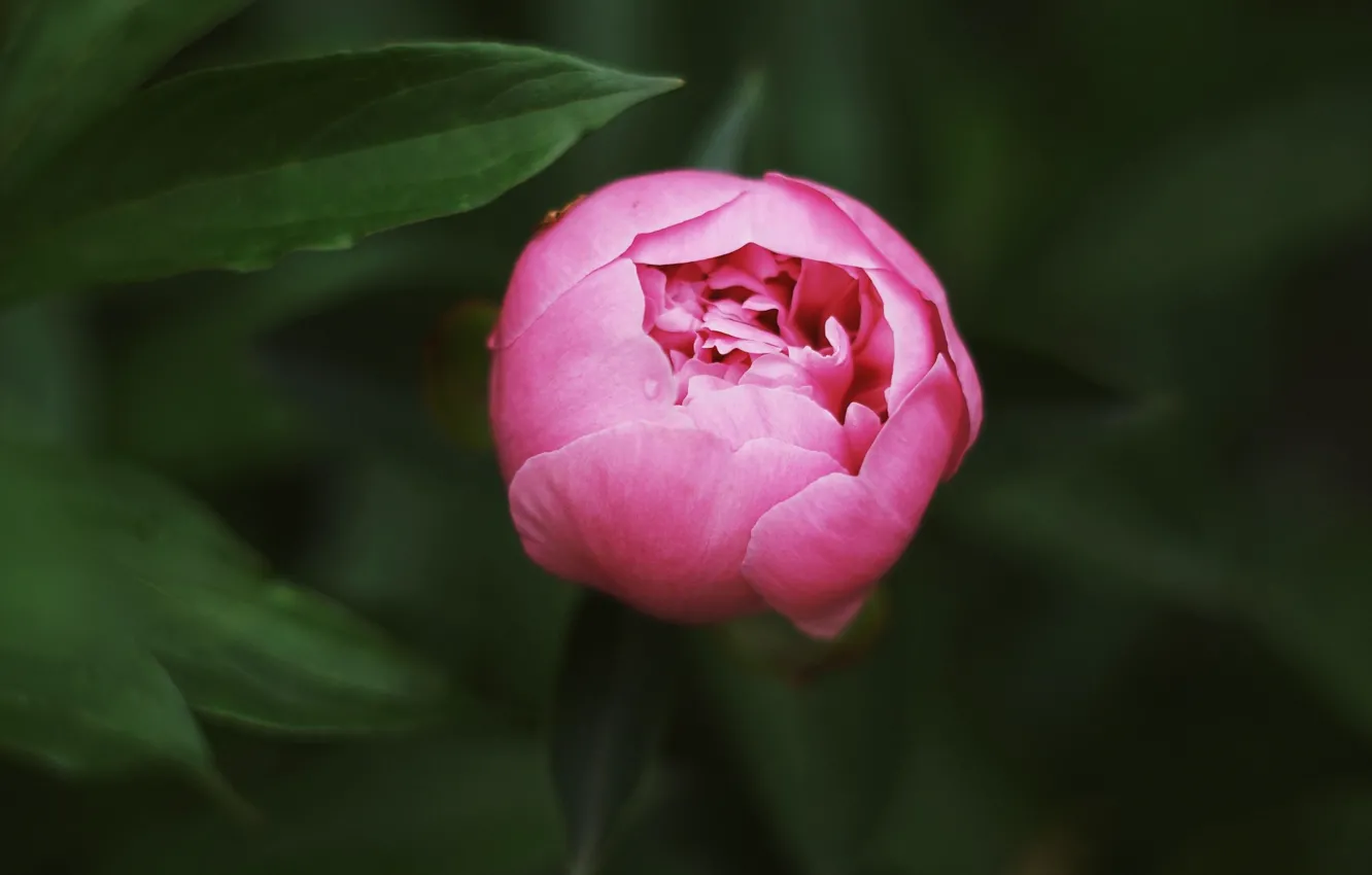 Wallpaper Bud The Dark Background Pink Peony Images For Desktop Section Cvety Download