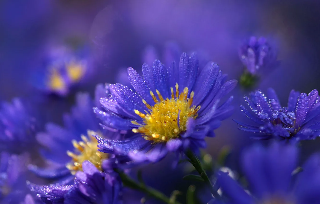 Wallpaper Drops Flowers Background Blue Lilac Asters Images For Desktop Section Cvety Download