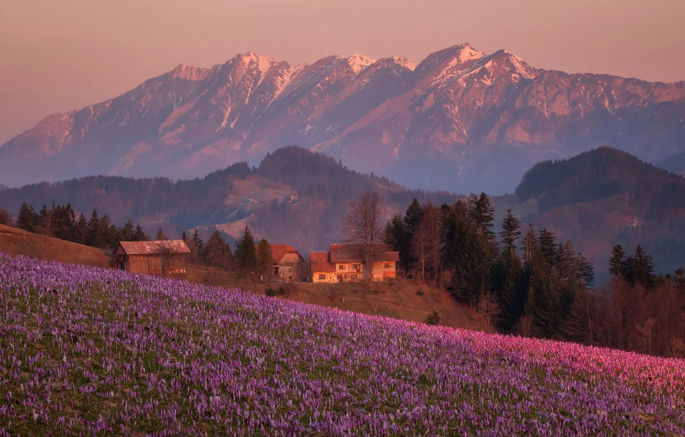 Photo wallpaper field, trees, flowers, mountains, home, village, Alps, crocuses, Slovenia