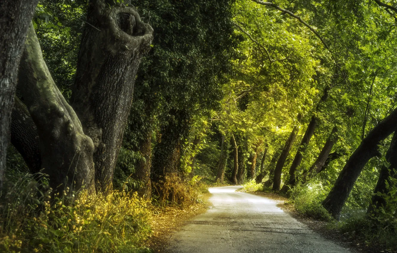 Photo wallpaper road, summer, trees