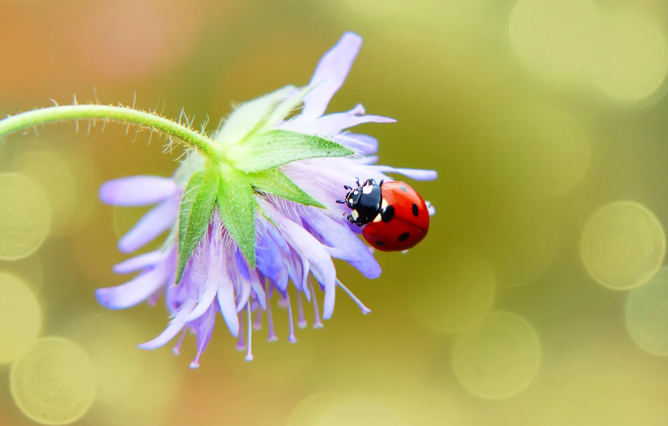 Photo wallpaper flower, macro, background, ladybug