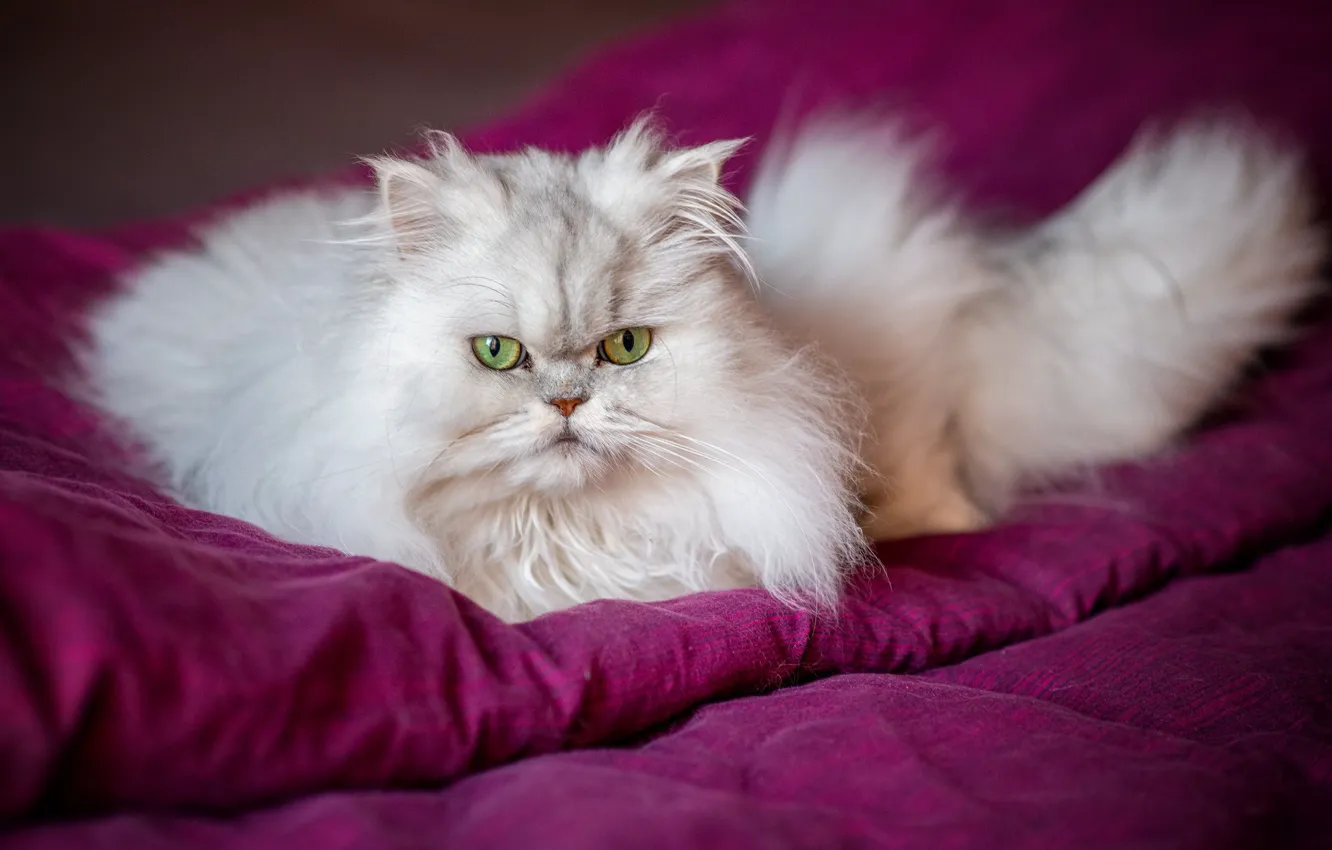 Photo wallpaper cat, look, fluffy