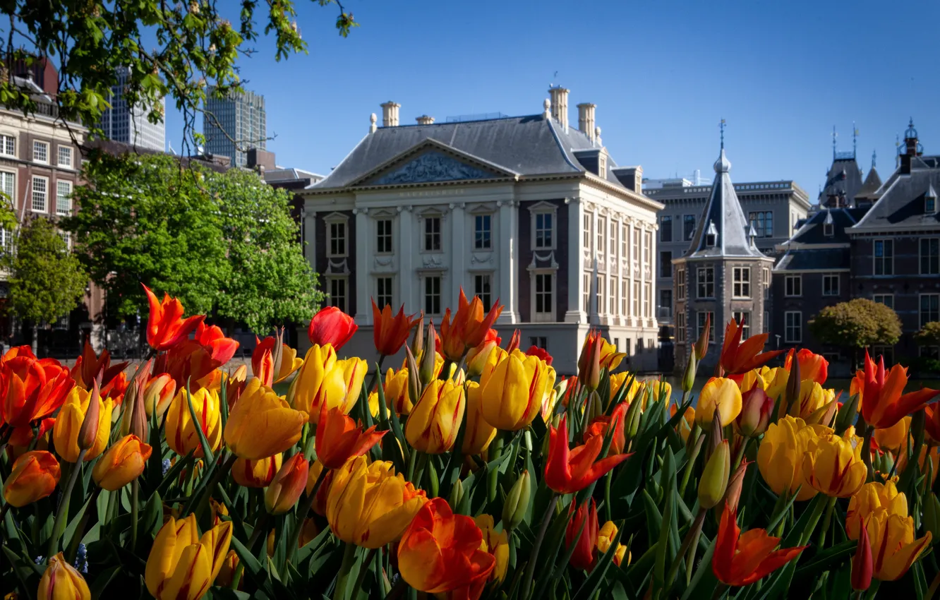 Photo wallpaper home, spring, tulips, Netherlands, The Hague