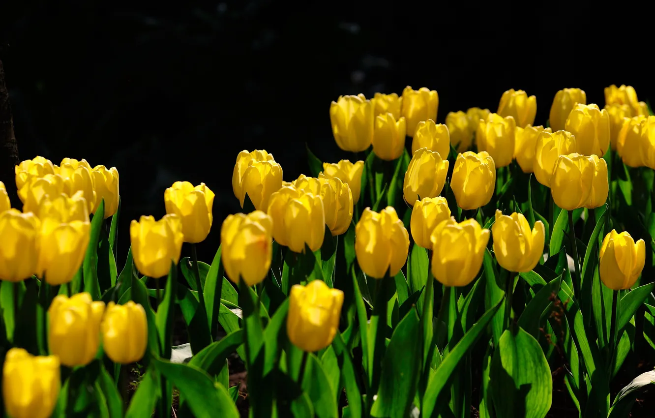 Wallpaper leaves, light, flowers, spring, yellow, garden, tulips, black  background, buds, flowerbed images for desktop, section цветы - download