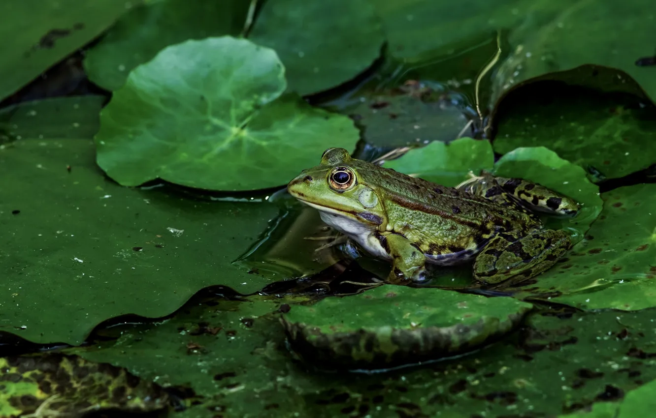 Photo wallpaper greens, look, leaves, water, macro, lake, pond, frog, sitting, green, pond, green background, spotted