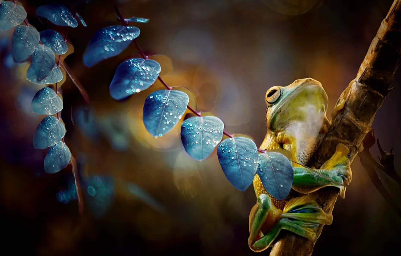 Photo wallpaper leaves, branches, frog