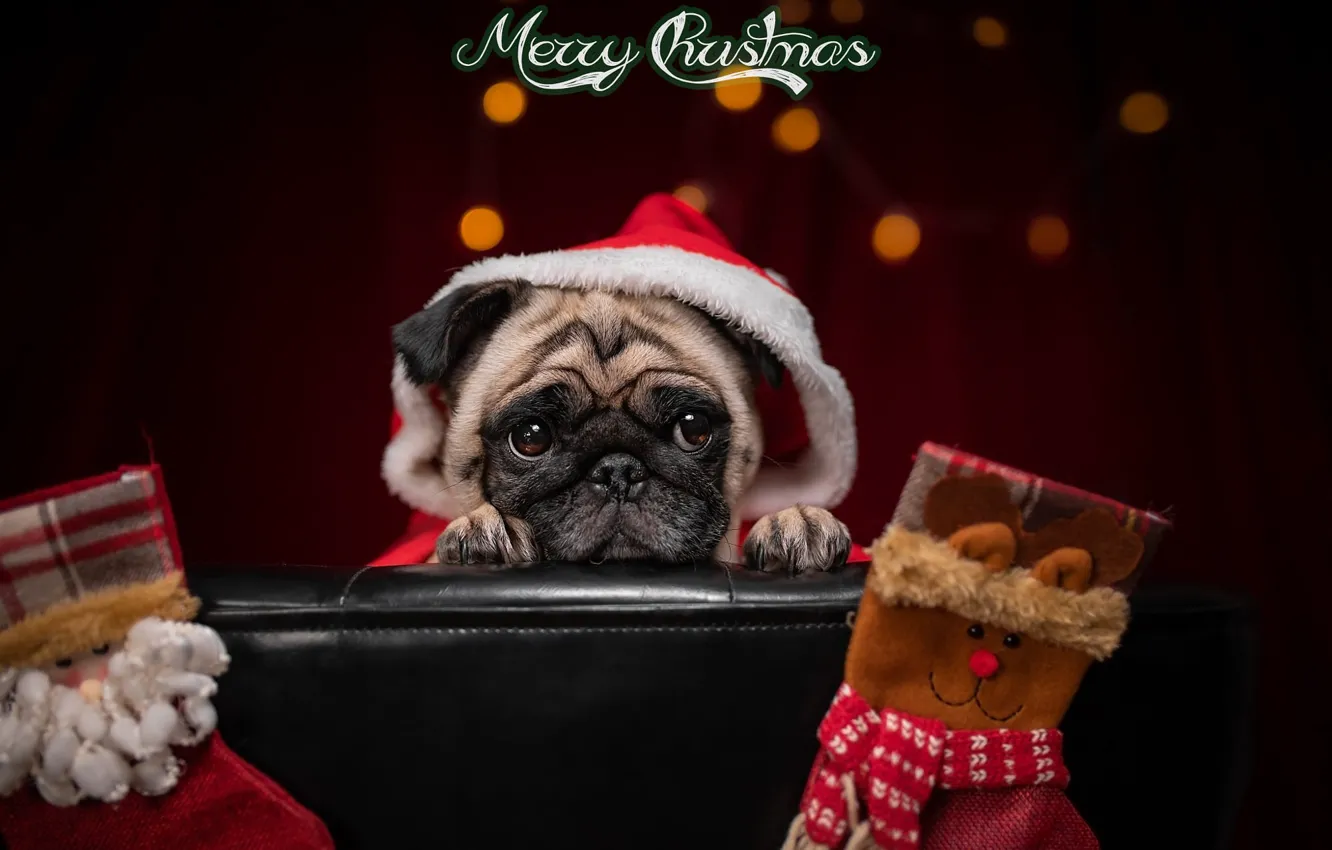 Photo wallpaper animal, holiday, Christmas, dog, hood, pug, socks, dog, bokeh