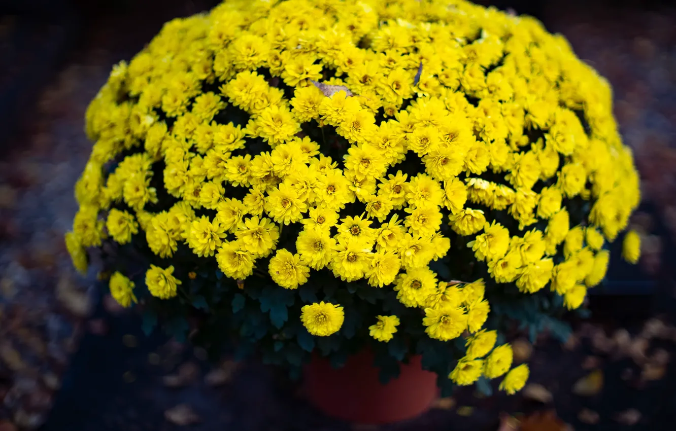 Photo wallpaper flowers, the dark background, Bush, blur, yellow, garden, pot, chrysanthemum, a lot, floral, bokeh