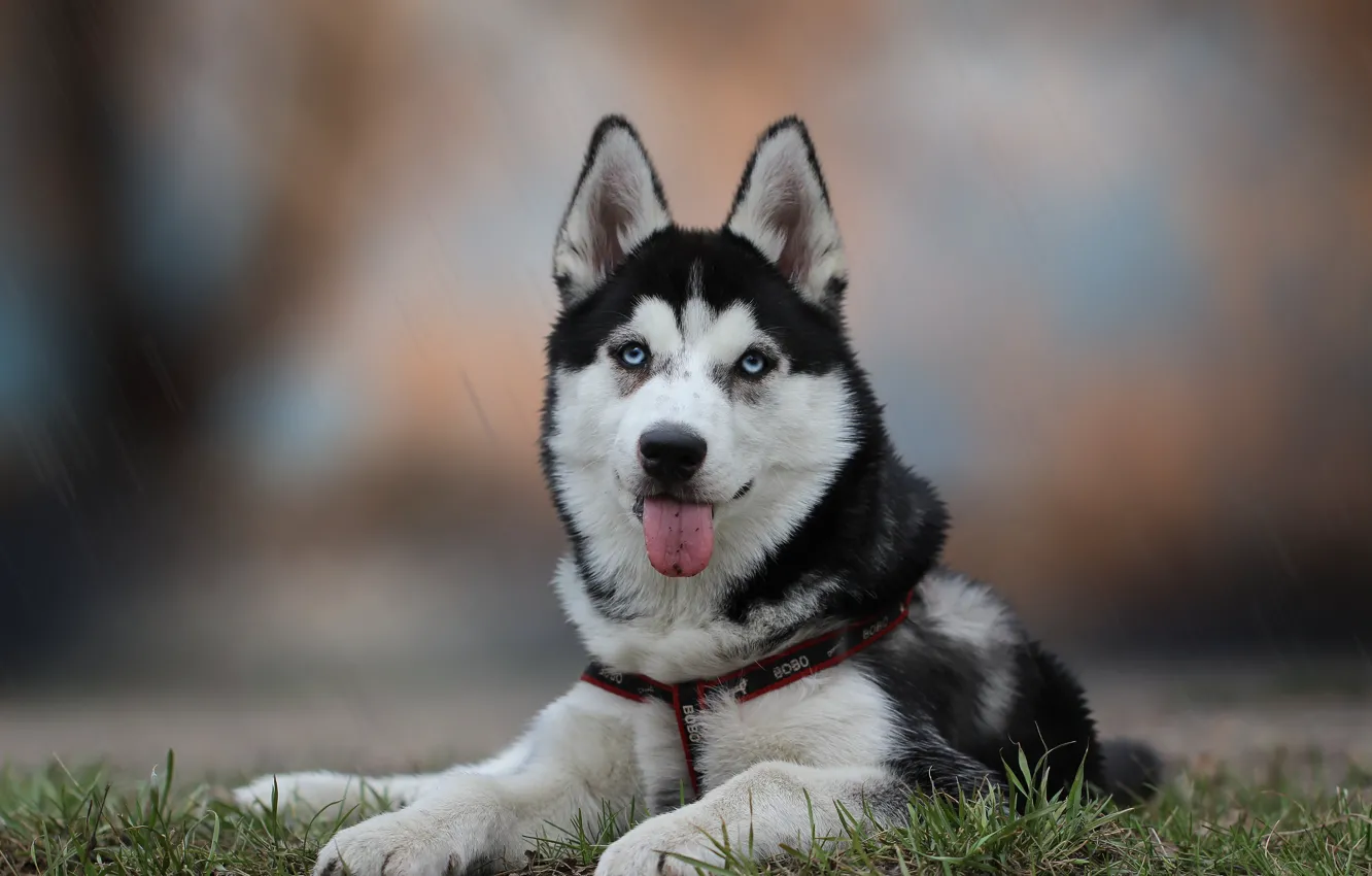 Wallpaper background, each, dog, husky images for desktop, section собаки -  download