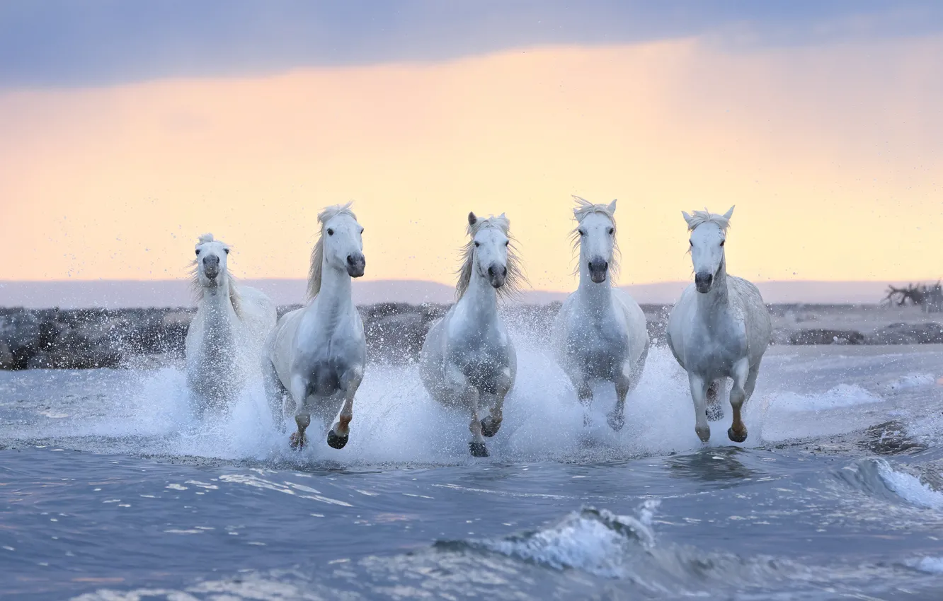 Wallpaper horses, horse, running, white, pond, horses images for desktop,  section животные - download