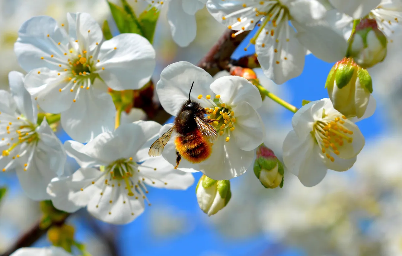 Photo wallpaper macro, flowers, bee, branch, spring, insect, bumblebee, Apple, flowering, pollination, in bloom