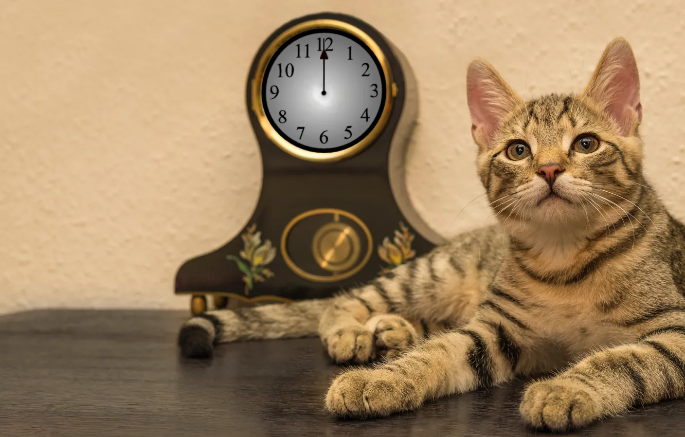 Photo wallpaper cat, cat, look, face, table, background, wall, watch, paws, lies, dial, striped