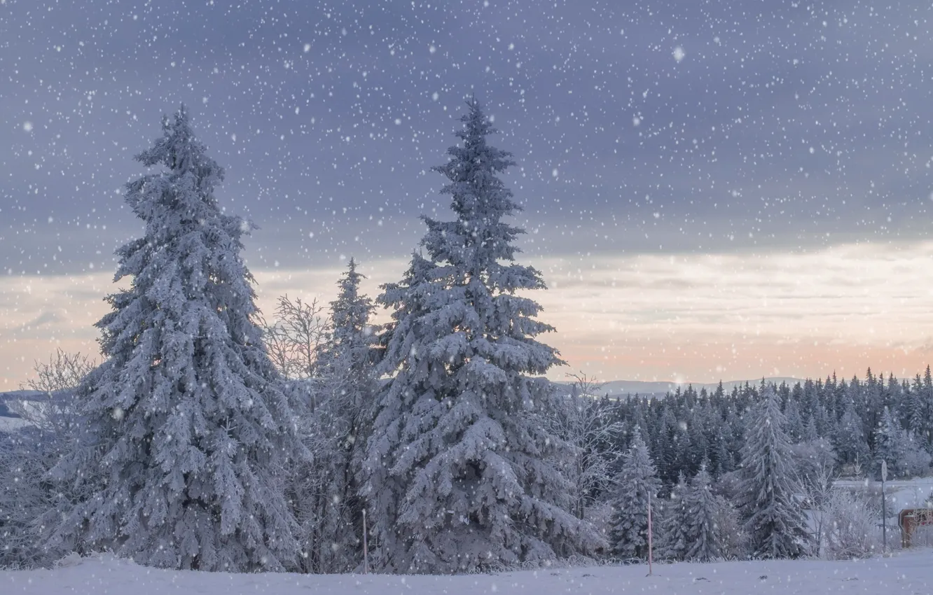 Wallpaper winter, snow, landscape, spruce, snowfall images for desktop,  section пейзажи - download