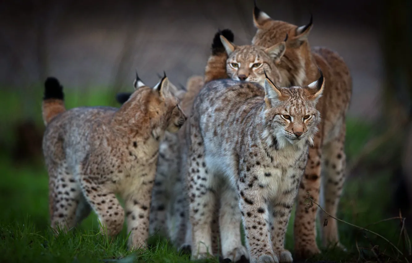 Photo wallpaper look, face, nature, background, group, lynx, wild cat, mom, a lot, are, cubs, a small …