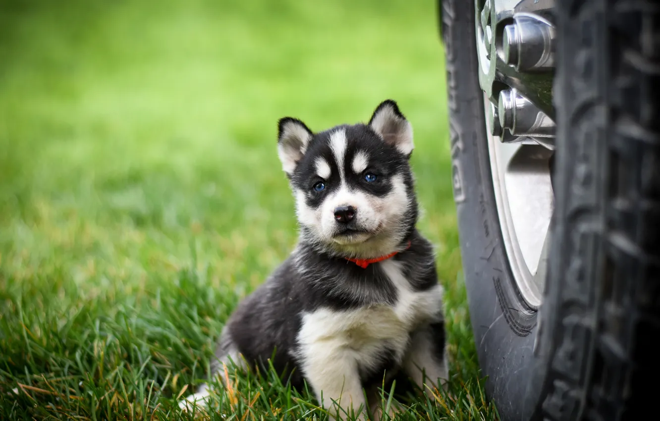 pose, background, dog, wheel