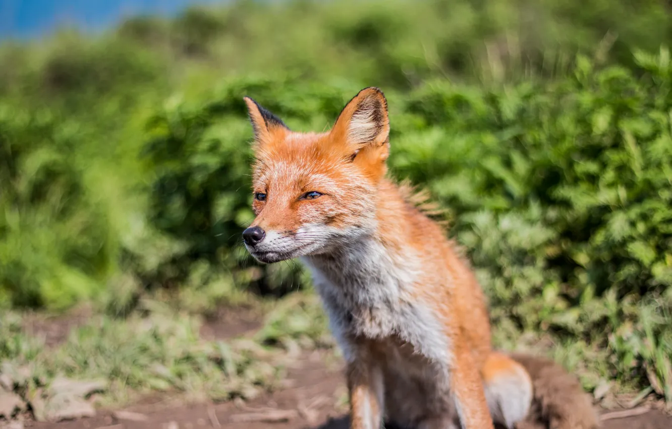 Wallpaper red, muzzle, Fox, tricky, Fox images for desktop, section ...