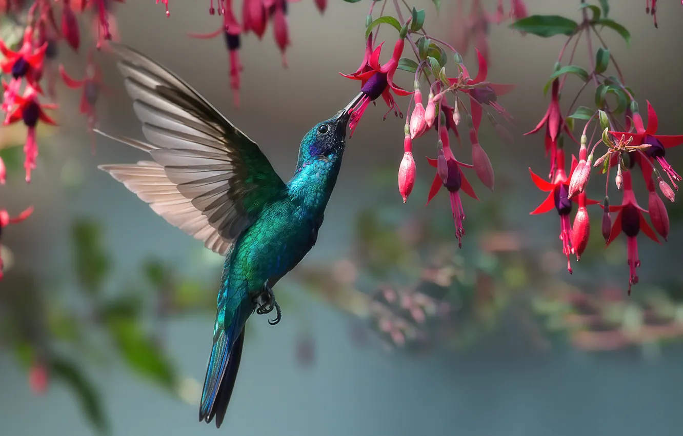 Wallpaper nature, bird, Hummingbird images for desktop, section животные -  download