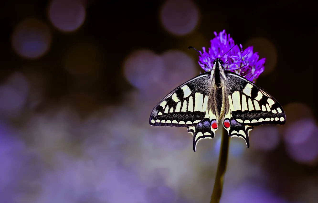 Photo wallpaper flower, macro, background, butterfly, Swallowtail