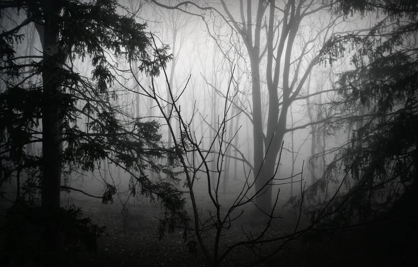 Photo wallpaper forest, trees, nature, fog, black and white, monochrome