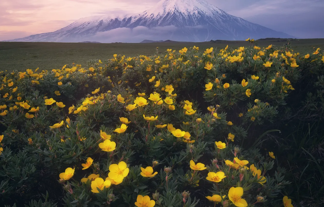 Wallpaper landscape, flowers, nature, the volcano, Kamchatka, Анна Политова  images for desktop, section пейзажи - download