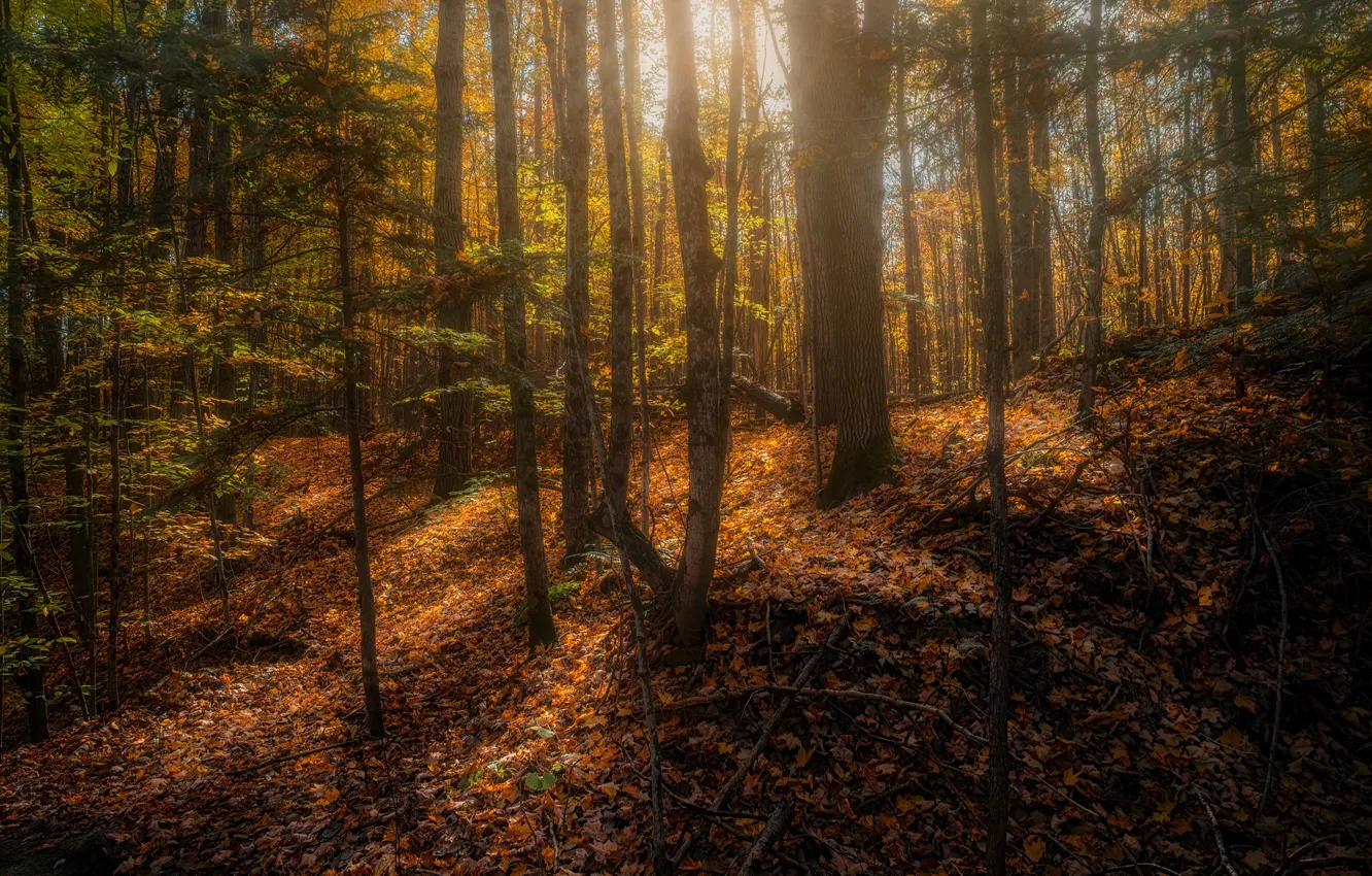 Photo wallpaper photo, Nature, Autumn, Trees, Forest, Leaves, Canada, Copeland forest near Barrie