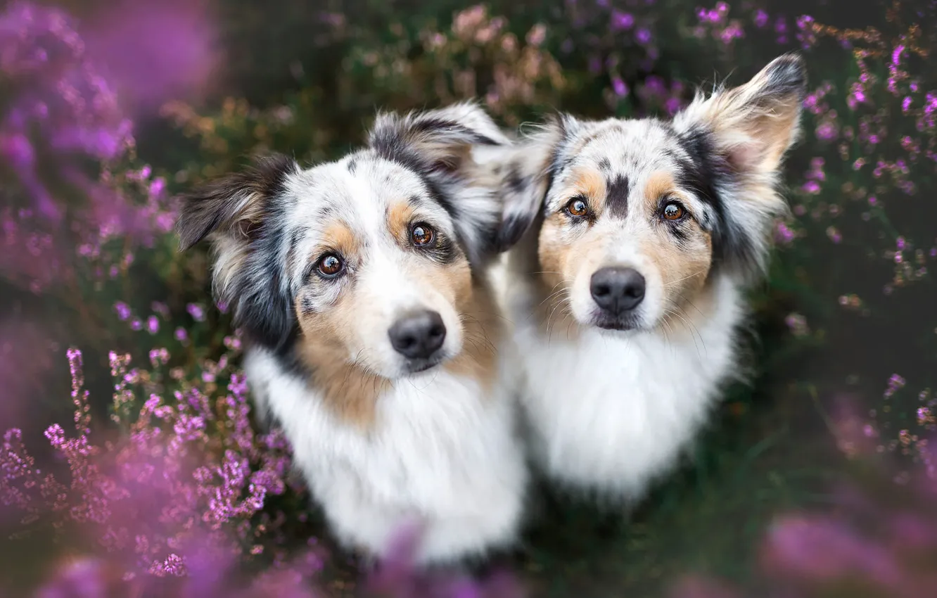 Photo wallpaper dogs, summer, look, flowers, nature, pose, background, glade, two, portrait, dog, pair, a couple, Duo, …
