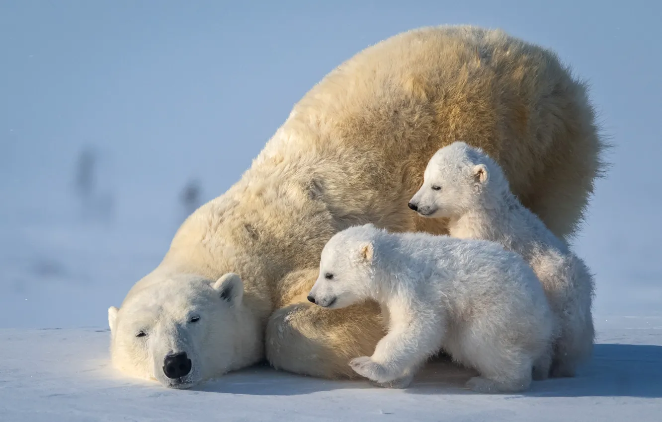 Wallpaper bears, polar bear, Arctic, bear, polar bear, Arctic, cubs, she- bear images for desktop, section животные - download