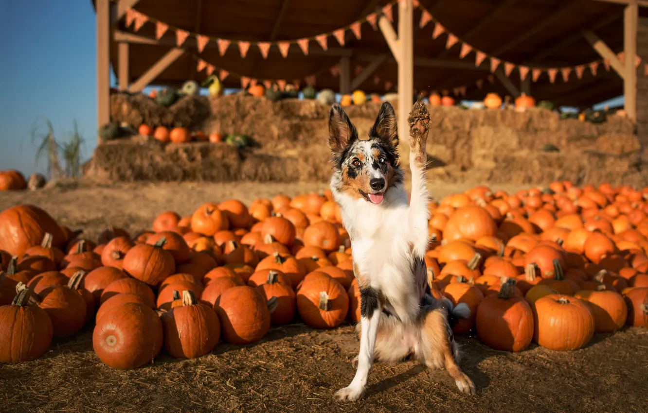 Photo wallpaper autumn, look, light, pose, paw, dog, harvest, pumpkin, flags, the border collie, fair