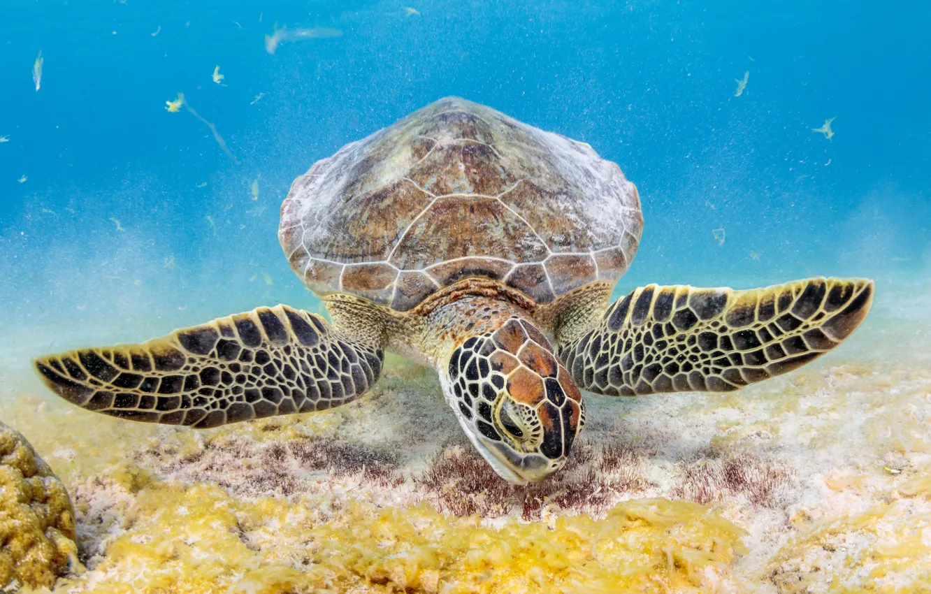 Wallpaper sea, turtle, underwater world, sea turtle images for desktop,  section животные - download