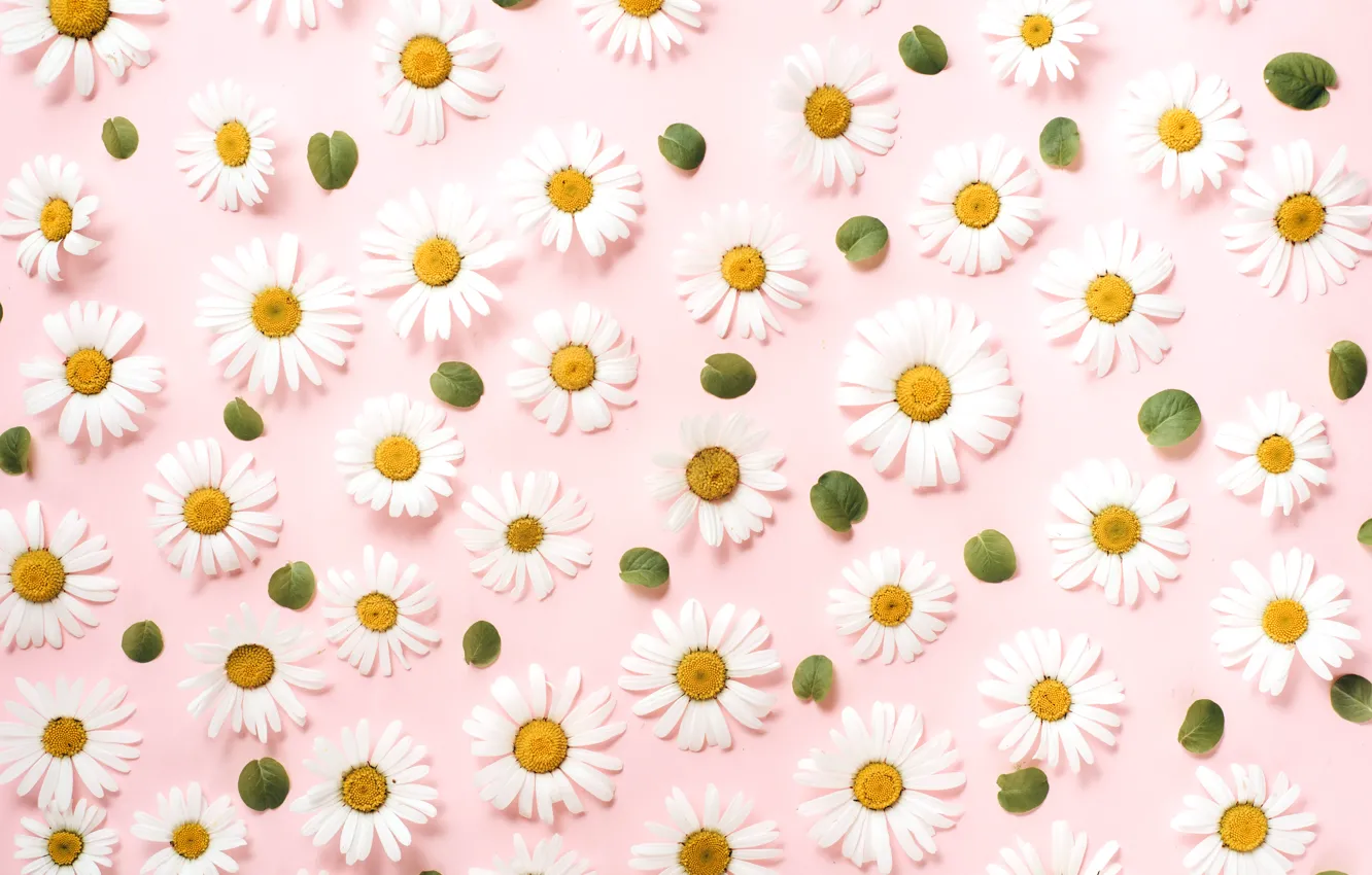 Wallpaper flowers, background, chamomile, texture images for desktop ...