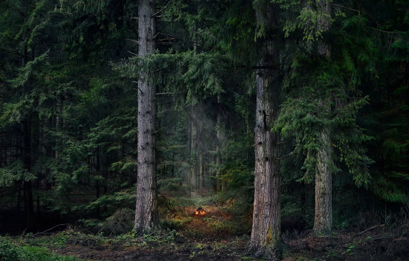 Photo wallpaper forest, trees, nature, the fire