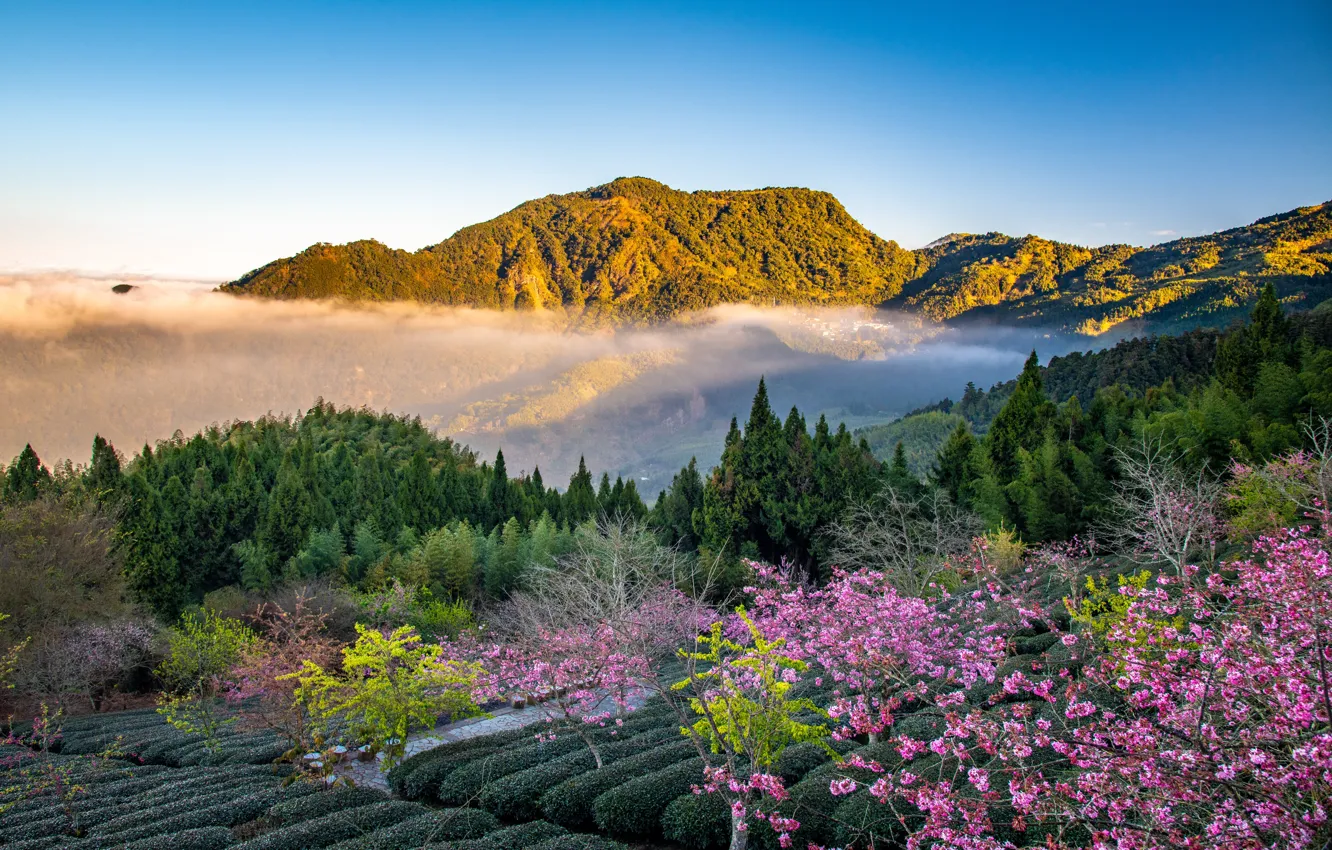 Photo wallpaper forest, trees, mountains, Sakura, Taiwan, Taiwan, tea plantation, Уезд Цзяи, Chiayi County