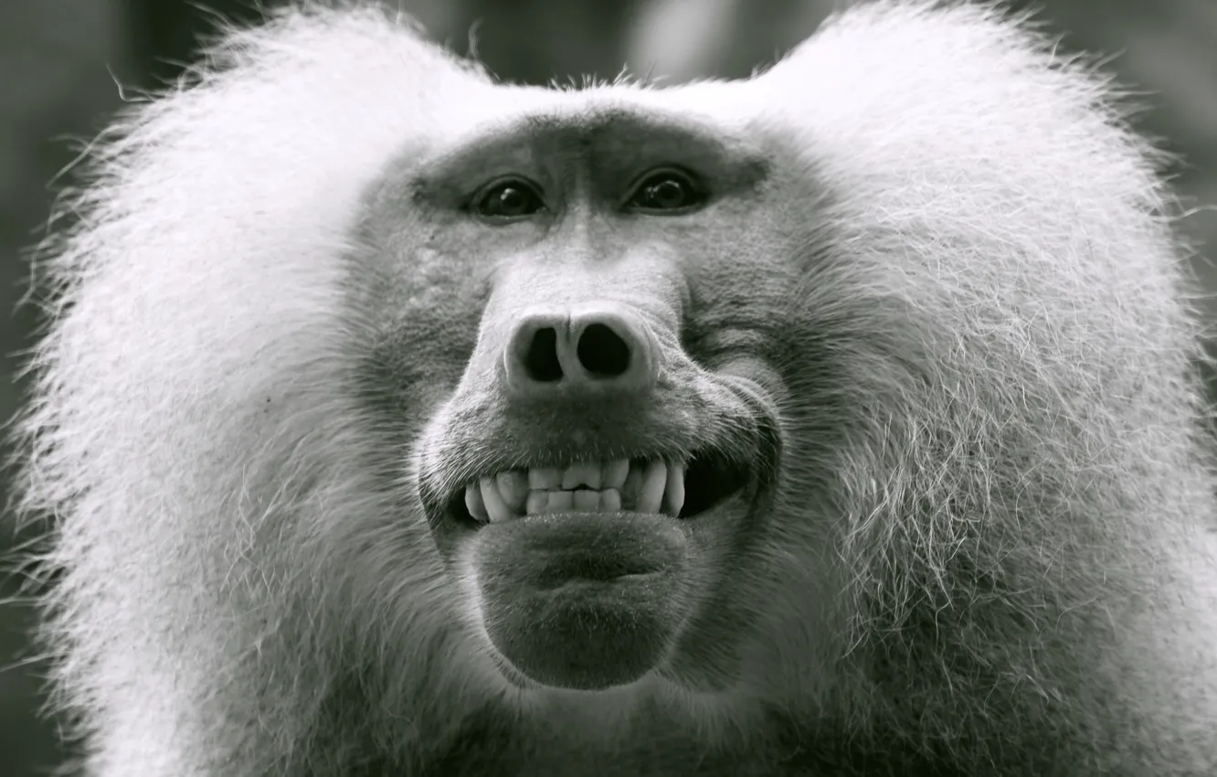 Wallpaper Monkey, Smile, Teeth, Face, Black and white, The primacy of, A  mammal, Baboon images for desktop, section животные - download