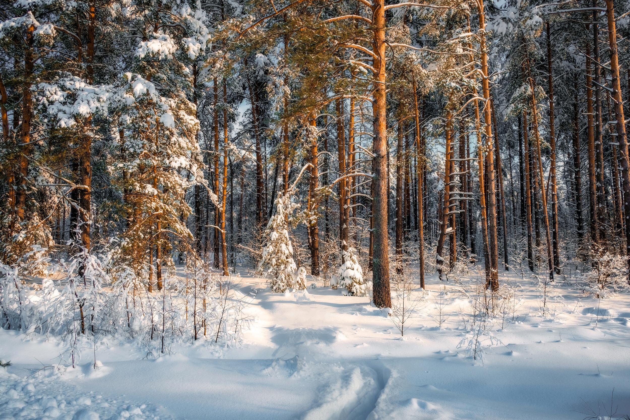 Русский лес зима